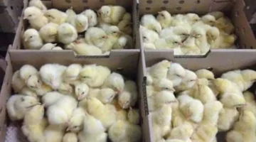 بورصة الدواجن اليوم أسعار الكتاكيت والبط الصغير وتأثيرها على سوق التربية في 11 ديسمبر 2025 1